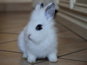 coniglio, bianco, orecchie, pelo, occhio, muso, animale