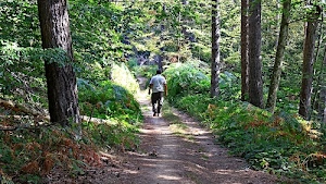 alberi, bosco, sentiero, tronchi, verde, uomo, camminare, persona, erba, rami, cespugli, foglie, cammina, passeggiare, passeggiata, fogliame, uno, ombra, foresta