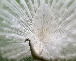 bianco, pavone, ruota, piume, uccello, penne, coda, collo