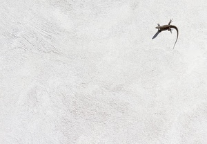 lucertola, muro, ombra, bianco, coda, minimalismo, animale, rettile