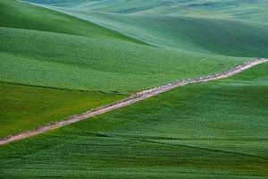 verde, erba, colline, sentiero, strada, prato, prati, campi, campagna, verdi, collina, diagonale
