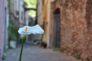 fiore, calla, bianco, vicolo, porta, paese, gambo, giallo, stelo, pistillo