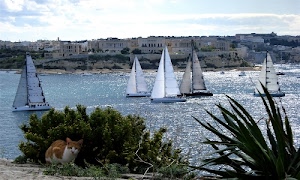 gatto, vele, barche, piante, mare, acqua, bianco, case, paese, triangoli, verde, cespuglio, micio, azzurro, navigare, cielo, regata