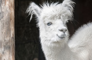 bianco, pelo, lama, animale, muso, occhi, naso, legno, occhio