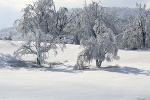 neve, inverno, alberi, bianco, freddo, rami, ombra, paesaggio