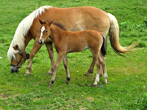 erba, verde, criniera, puledro, cavalli, coda, zampe, animali, cavalla, prato, marrone, zoccoli, bianco, pascolo, mammiferi, orecchie, muso, cavallo