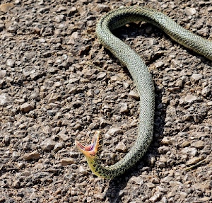 serpente, bocca, rettile, sassi, vipera, aperta, curva, verde, grigio, terra, pietre, occhio, spalancata