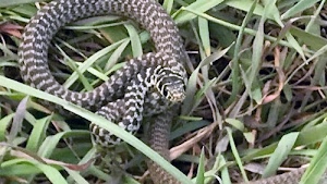 vipera, erba, serpente, rettile, biscia, animale, verde, serpe, testa, prato, spire