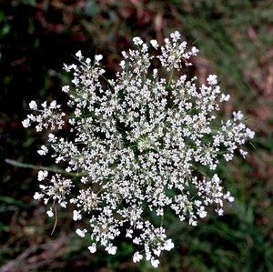 bianco, fiori, verde, macro, fiorellini, natura, petali, fiore, foglie, bianchi, sfocato