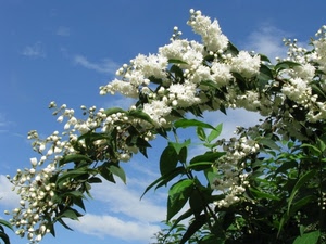 fiori, foglie, verde, bianco, cielo, ramo, pianta