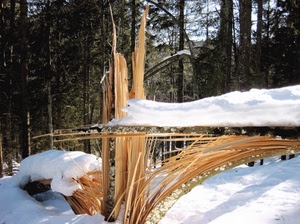 inverno, neve, alberi, legno, bosco, pineta, bianco