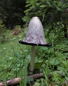 fungo, erba, verde, gambo, bosco, cappello, nero, foglie, cappella, alberi, albero, bianco, legno, grigio, natura, ramo, tronco, rami