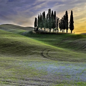 cipressi, colline, alberi, collina, verde, tramonto, prato, prati, paesaggio, fiori