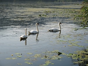 cigni, tre, lago, bianco, foglie, acqua, collo, verde, riflessi, piante, stagno, volatili, colli, becchi, riflesso, ninfee, bianchi, piume, becco, rami