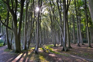 alberi, bosco, foglie, rami, sole, tronchi, ombre, verde, controluce, ombra, terreno