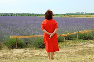 donna, rosso, lavanda, vestito, campo, staccionata, spalle, viola, alberi, persona, abito, braccia, erba, verde, fiori, capelli, steccato, legno, coltivazione, signora