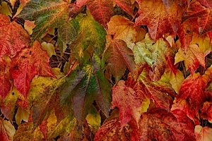 foglie, autunno, rosso, verde, colori, giallo, arancione, autunnale, marrone, multicolore, foliage