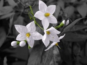 fiori, bianco, giallo, petali, boccioli, verde, fiore, foglie, pistilli, selettivo, bianconero