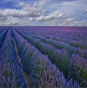 lavanda, nuvole, cielo, viola, fiori, campo, piante, verde, file, linee, righe, coltivazione, filari