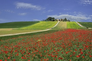 papaveri, verde, cielo, paesaggio, campagna, rosso, fiori, campi, campo, erba, panorama, azzurro