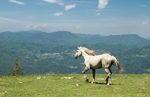 cavallo, prato, bianco, criniera, coda, verde, nuvole, montagne, erba, cielo, panorama, montagna, animale, mammifero, quadrupede, colline, sassi, zampe