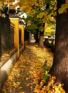 alberi, foglie, autunno, giallo, marciapiede, viale