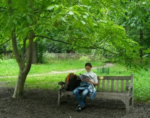 panchina, albero, leggere, verde, parco, ombra, zaino, giardino, ragazza