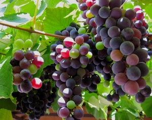 uva, foglie, verde, grappoli, acini, vigna, nera, frutta, chicchi, vigneto, nero, vite, rossa, rosso, rami, pianta