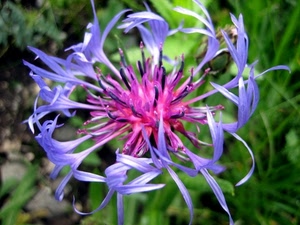 fiore, verde, viola, petali, lilla, rosa, erba, natura, pistilli, azzurro