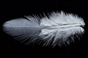piuma, bianconero, nero, bianco, penna, grigio, leggerezza