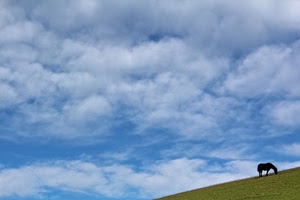 cavallo, nuvole, cielo, prato, pascolo, verde, animali