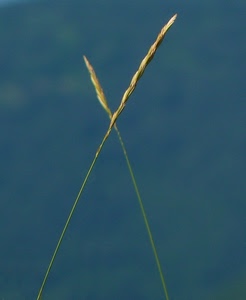 spighe, due, giallo, erba, verde, grano, blu, cielo, sfocato, macro, minimalismo