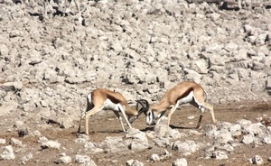 corna, due, sassi, animali, rocce, combattimento, lotta, antilopi, stambecchi, zampe, scontro