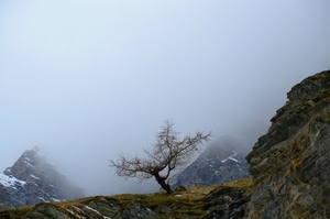 albero, montagna, nebbia, verde, montagne, rocce, neve, rami, tronco, roccia