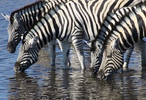 zebre, acqua, animali, strisce, bere, fiume, bianconero