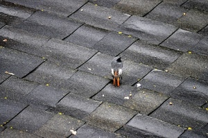 uccello, grigio, coda, tegole, pietre, strada, tetto, pavimento, uccellino, piccione, animali, selciato