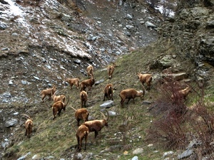 montagna, stambecchi, animali, erba, sassi, rocce, pascolo, natura, branco, corna