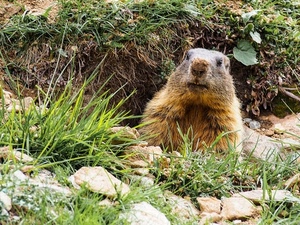 marmotta, animale, erba, sassi, verde, tana, muso, pelo, naso, natura, animali