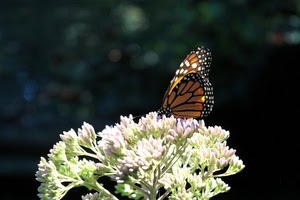 farfalla, fiore, ali, bianco, macro, nero, colori, insetto