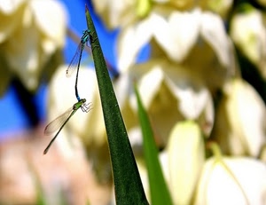 libellule, ali, verde, insetti, libellula, foglia, erba, accoppiamento, macro, due, stelo, sfocato, fiori, insetto