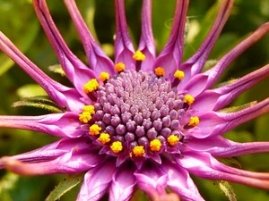 fiore, petali, viola, giallo, macro, stami, fucsia, foglie, rosa