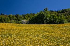 giallo, alberi, fiori, verde, prato, campo, erba