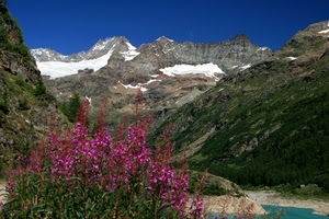 fiori, neve, montagne, cielo, montagna, alberi, panorama, lago, vette, viola