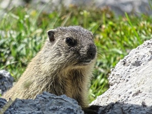 marmotta, animale, erba, pelo, muso, verde, natura, occhi, sassi, roditore