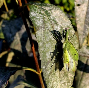 verde, insetto, ombra, foglia, mantide, ali, foglie, zampe, ramo, macro, antenne, pianta