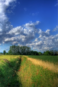 nuvole, alberi, verde, cielo, papaveri, fiori, erba, campo, prato, paesaggio, natura, campagna, fosso, azzurro, rosso, piante