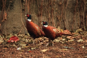 foglie, uccelli, fagiani, due, marrone, piume, becchi, autunno, animali