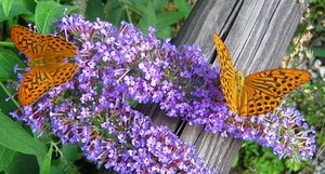 farfalle, fiori, fiore, ali, foglie, viola, farfalla, tronco, arancione, due