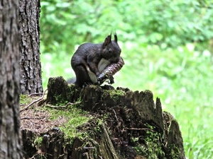 scoiattolo, albero, tronco, verde, pigna, animale, ghianda, marrone