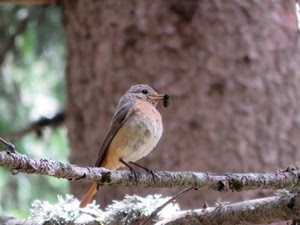 ramo, uccello, becco, zampe, insetto, passero, cibo, pettirosso, animali